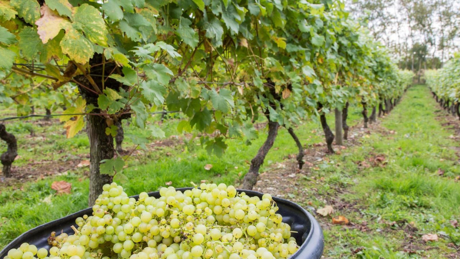 Harvest at Bardfield Vineyard